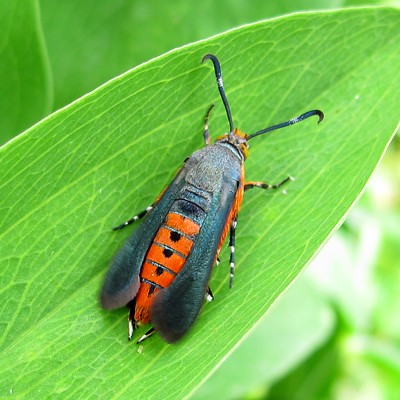Squash Vine Borer