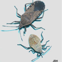 Adult and Nymph Squash Bugs
