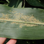 Aphids on Sugarcane Leaf