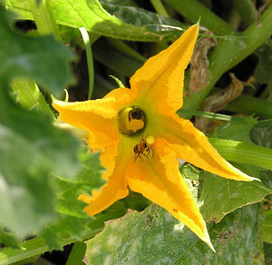 Bee on Squash Blossom Bee on Squash Blossom