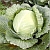 Cabbage | Vegetable Gardening | Arkansas