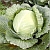 Cabbage | Vegetable Gardening | Arkansas