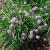 Chives | Vegetable Gardening | Arkansas