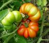 Tomatoes | Vegetable Gardening | Arkansas