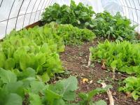 Choosing Vegetables | Vegetable Gardening | Arkansas