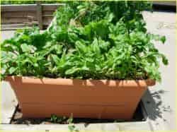 Small Plants | Vegetable Gardening | Arkansas