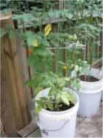 Container Gardens | Vegetable Gardening | Arkansas