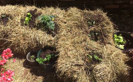 straw bale garden with seedlings in each hole