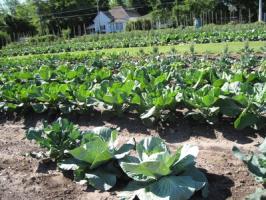field of lettuce growing in the sun