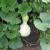 Gourds | Vegetable Gardening | Arkansas
