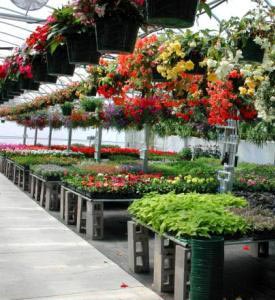 Efficient use of greenhouse space Efficient use of greenhouse space