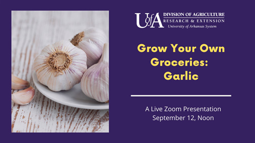 Grow Your Own Groceries Garlic