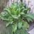 Horseradish | Vegetable Gardening | Arkansas