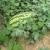 Watermelons | Vegetable Gardening | Arkansas