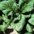 Mustard Greens | Vegetable Gardening | Arkansas
