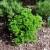 Parsley | Vegetable Gardening | Arkansas