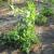 English Peas | Vegetable Gardening | Arkansas