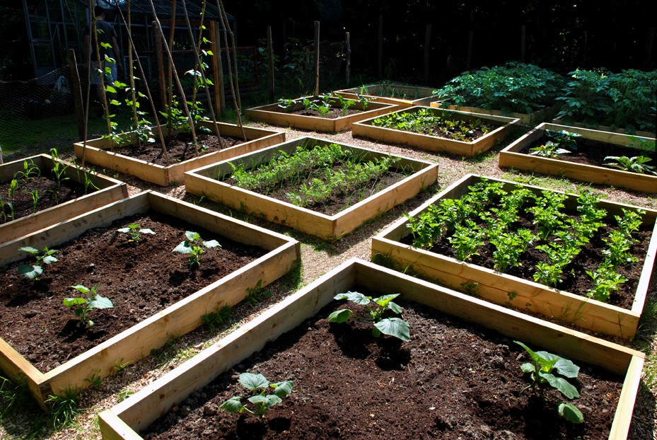 several raised bed gardens