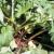 Rhubarb | Vegetable Gardening | Arkansas