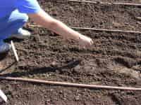 Direct Seeding | Vegetable Gardening | Arkansas
