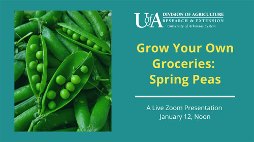 GYOG: Spring Peas