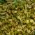 Mung Beans | Vegetable Gardening | Arkansas