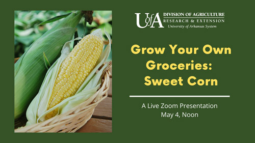 GYOG: Sweet Corn