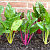 Swiss Chard | Vegetable Gardening | Arkansas