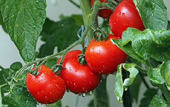 When should you plant tomatoes in Arkansas?