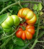 red and green tomatoes