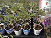 Transplants | Vegetable Gardening | Arkansas