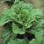 Chinese Cabbage | Vegetable Gardening | Arkansas