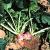 Turnips-Rutabagas | Vegetable Gardening | Arkansas