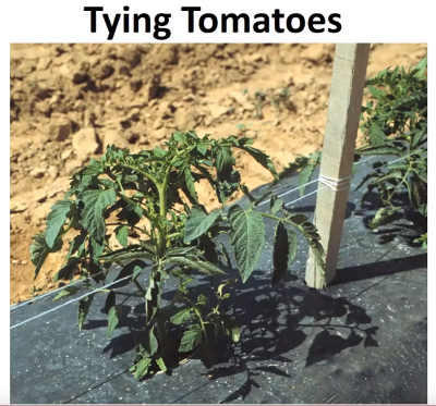 tomato plant tied to a stake