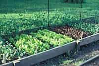 Wide Row Planting | Vegetable Gardening | Arkansas