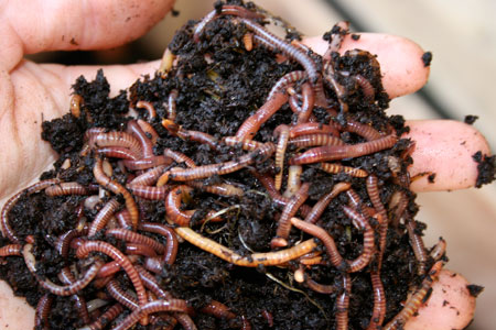 Worm or Vermicomposting Worm or Vermicomposting