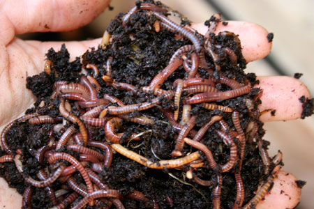 Worm or Vermicomposting